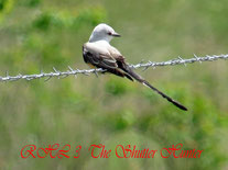 Scissor-tailed Flycatcher