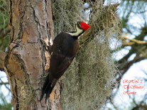 Pileated Woodpecker