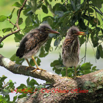 Baby Green Heron Fledgling