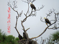 Bald Eagles Nesting