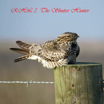 Common Nighthawk