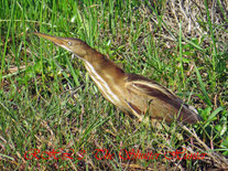 American Bittern near a pond