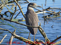 Yellow-crowned Night-Heron