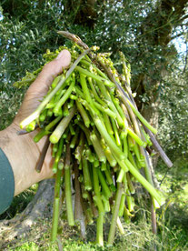 Wilder grüner Spargel Griechenland