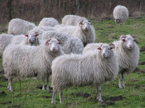 Unsere Landschaftspfleger bei der Arbeit. Foto: Albrecht