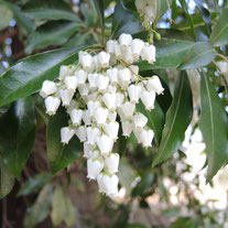 春に白い花が咲く木の名前