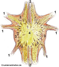 Ganglionknoten