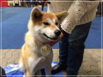 Japan Akita, Umeko of Kishi Ken, Hund, Ausstellung, Hundeausstellung, Zucht, Hundezucht, Internationale Rassehunde Ausstellung Kassel