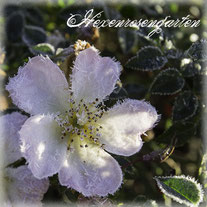 Rosen Rosenblog Hexenrosengarten Rosiger Adventskalender Sonnenröschen Frost