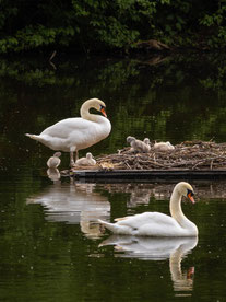 Schwanenfamilie auf schwimmender Holzinsel im Froschteich. Foto: NABU Leipzig