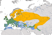 Karte zur Verbreitung der Misteldrossel (Turdus viscivorus) weltweit.