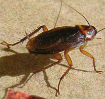 Lutte et traitement contre les cafards, blattes, punaises des lits, fourmis, Vaucluse, Orange, 84, Avignon, Bollène