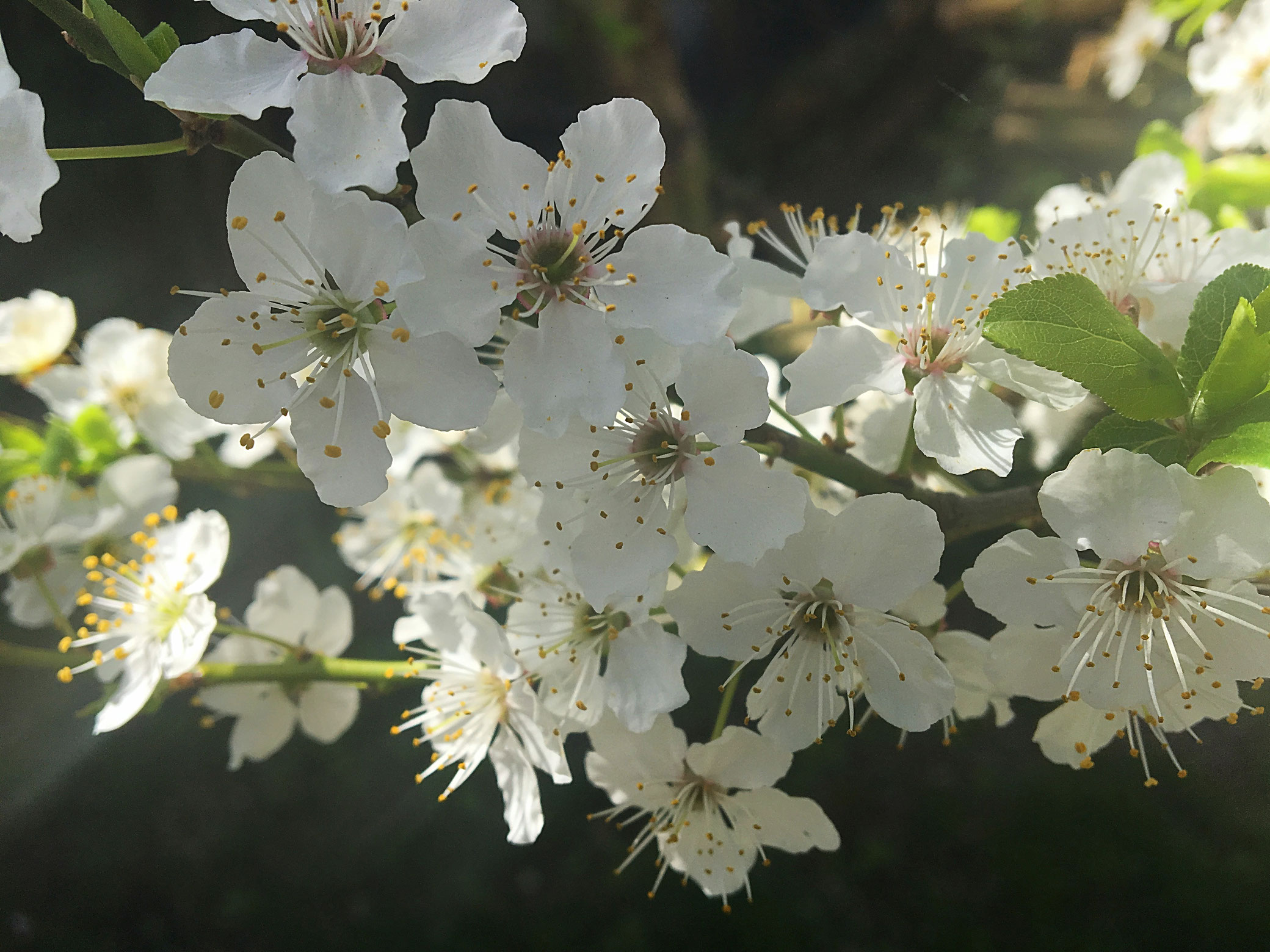 "Willst du ein leben lang glücklich sein, dann leg einen garten an