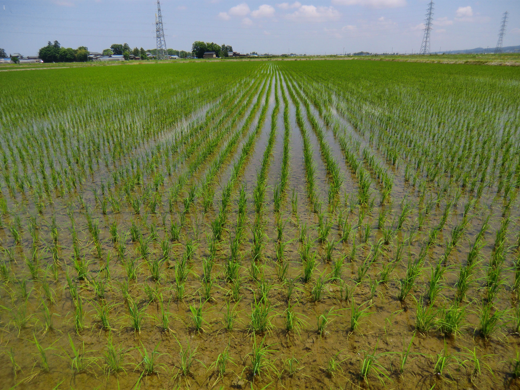 今年取れました、我が家の田んぼのコシヒカリ 今年取れました、我が家の田んぼのコシヒカリ