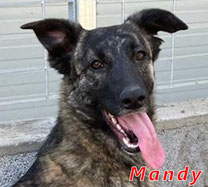 Mandy - Region Lanusei - geb. ca. 04/2022