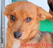 Topolino Tillo - geb. 04/2022