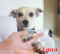 Lana - Region Lanusei - geb. 09/2021