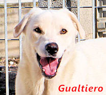 Gualtiero - geb. 08/2021