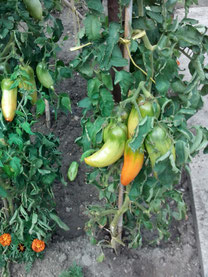 Nos très belles tomates "Cornues des Andes".