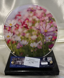 Pâquerettes Roses - 145 € 