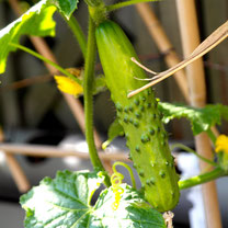 KOMKOMMER VIERKANT METER MOESTUIN