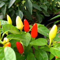 PAPRIKA PEPER VIERKANT METER MOESTUIN