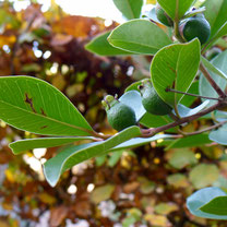 feijoa, annanasguave, acca sellowina, bessenstruik, bessenstruiken, fruit, bessen, fruittuin