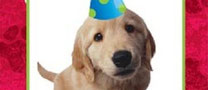 Hunde