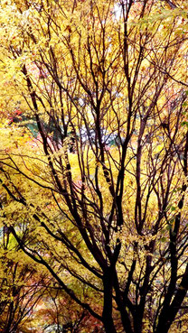 夕森公園もみじ川上川。中津川の里山の美しい紅葉真っ盛り