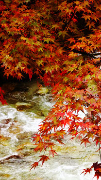 夕森公園川上川。中津川の里山の美しい紅葉真っ盛り付知峡美しい紅葉 紅葉まっさかり見所みどころ見ごろ中津川付知川河畔見所散策鉄道跡地遊歩道苔地衣類山野草しょうじょうばかまさんさくりどうとさみずきもみじやまざくらすみれしでこぶし