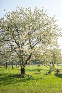 Das Bild zeigt einen blühenden Kirschbaum vor einem blauen Himmel. Im Hintergrund befinden sich weitere blühende Bäume auf einem grünen Rasen.