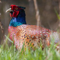 Galliformes