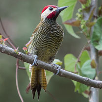 Piciformes