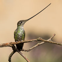 Caprimulgiformes