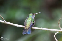 Amazilia bartletti - Spot-vented hummingbird - Schuppenkehlamazilie