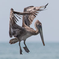 Pelecaniformes