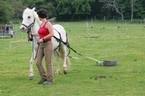 Traction animale hermès attelé cheval camargue