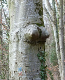 Arbre à seins