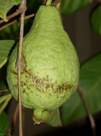Guave Psidium