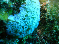 limace de mer frisée "elysia crispata"  (Maria La Gorda, Cuba)