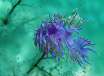 flabelline, "Flabellina ischitana" (Kas,Turquie)