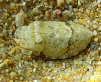 Juvénile, sêche, sepia officinalis