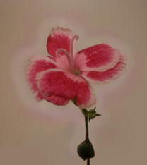 Pink flower