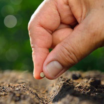 Aussaat-Kalender für Bio-Saatgut