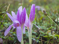 Blumenzwiebeln - Herbstblüher