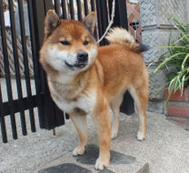 赤柴の画像
