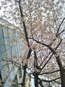 たけさん：新宿の桜