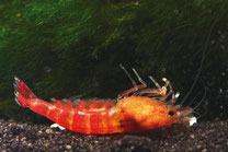 Von Ammoniak reichen schon geringste Mengen aus, um bei Crustaceen Vergiftungen auszulösen.  