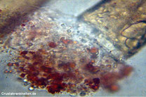 Dieselbe Aufnahme von Bild links, Ausschnitt vergrößert: Wird eine Wunde nicht schnell geschlossen, so droht der Garnele das Verbluten.