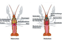 Schematischer Längsschnitt der inneren Organe bei einem Flusskrebs. Foto: Hans Gonella